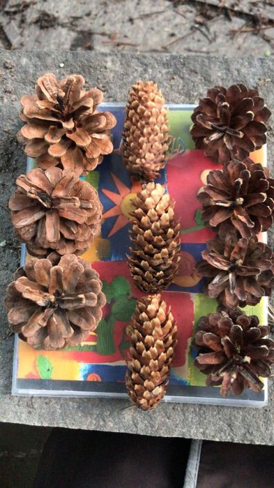 Продам сосновые шишки