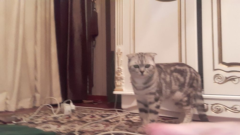 Нашли кота.Ишем  хозяйна