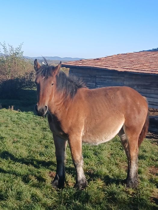 Vând mânză de un an