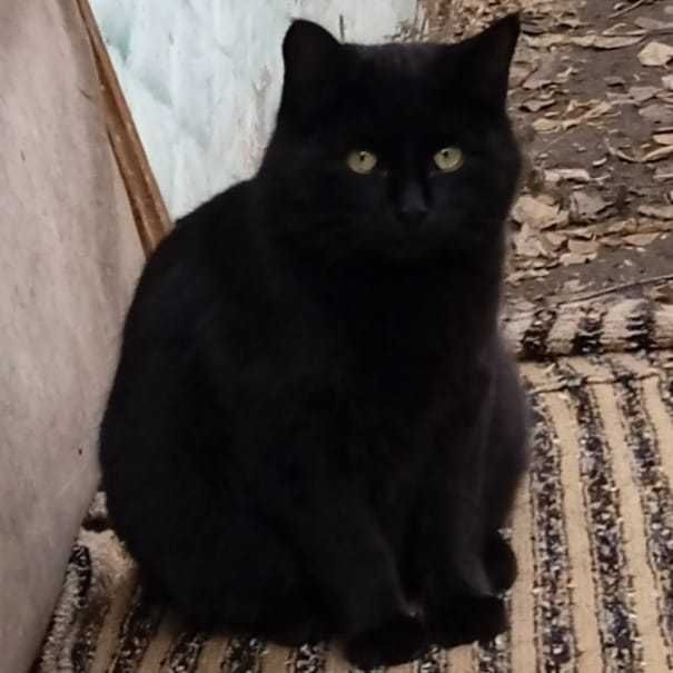 Котенок мальчик ответственным людям