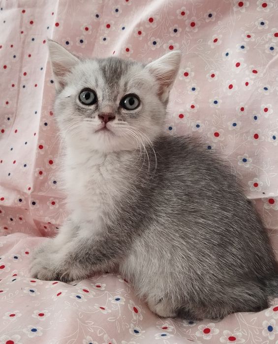 Шотландский котёнок