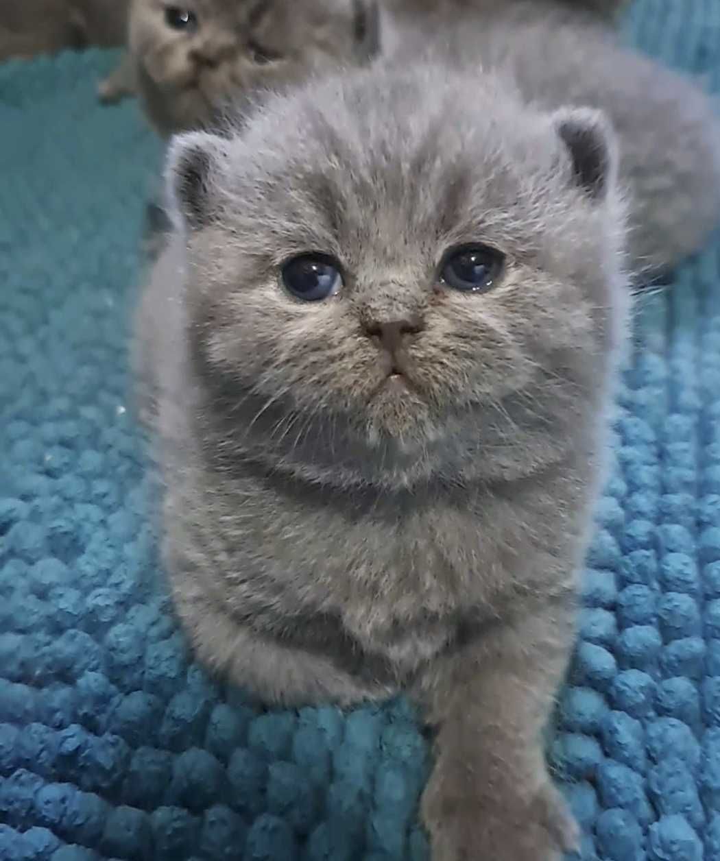 Femela British shorthair blue