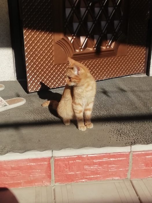 Отдам котенка в хорошие руки