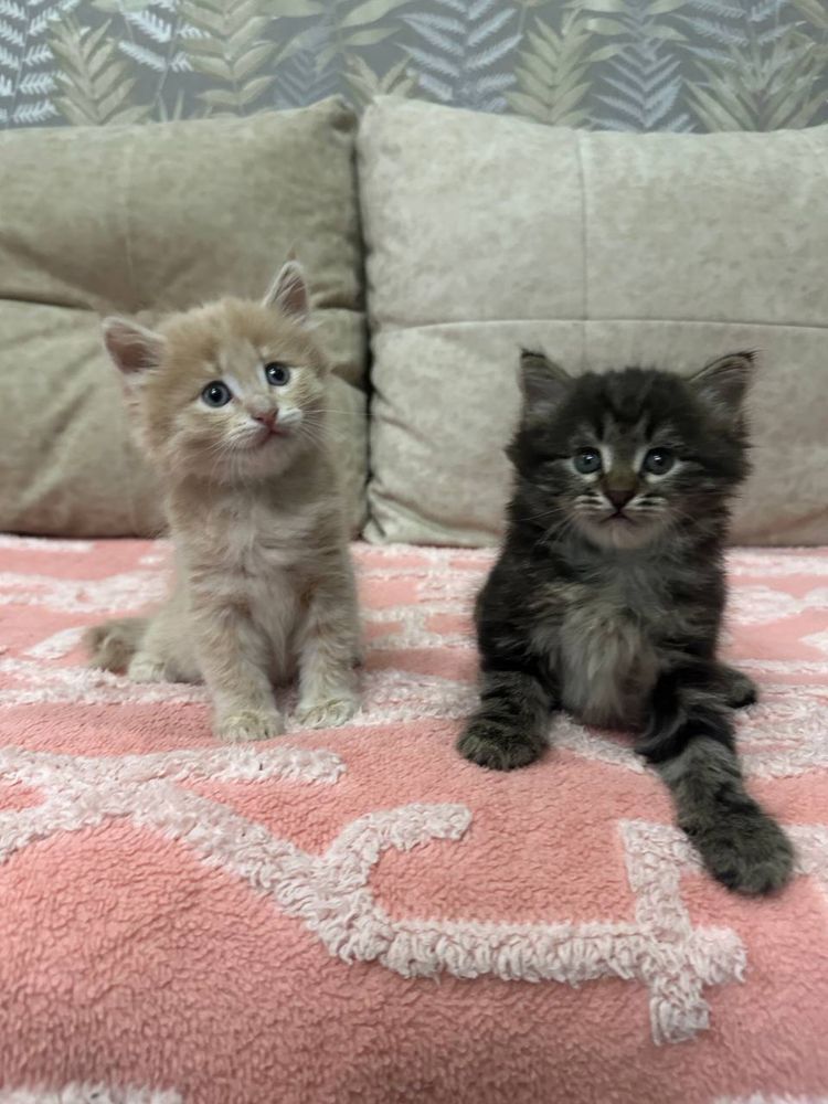 Котята  1,5 месяца