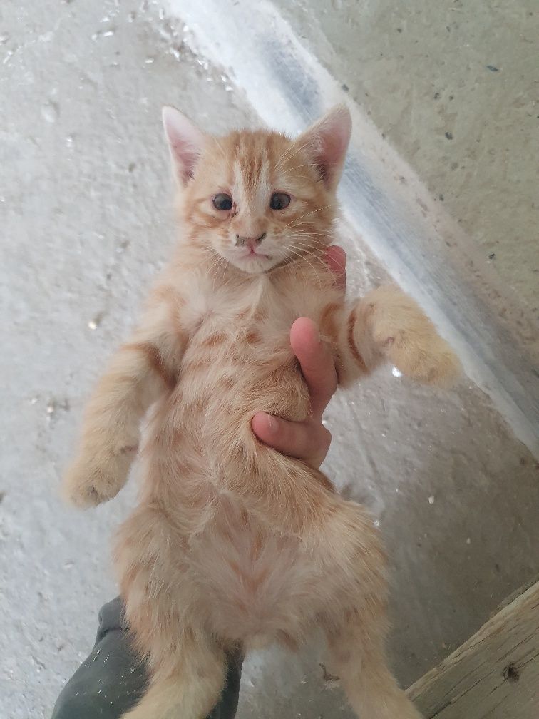 Котята, Mushukchalar