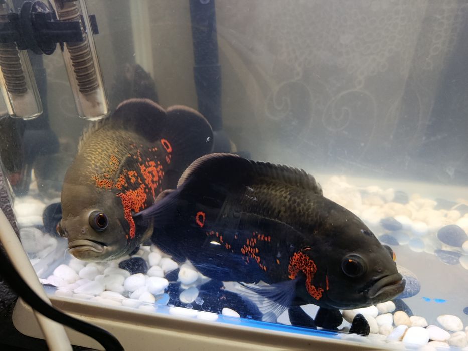 Рыбки астронатусы и два сома