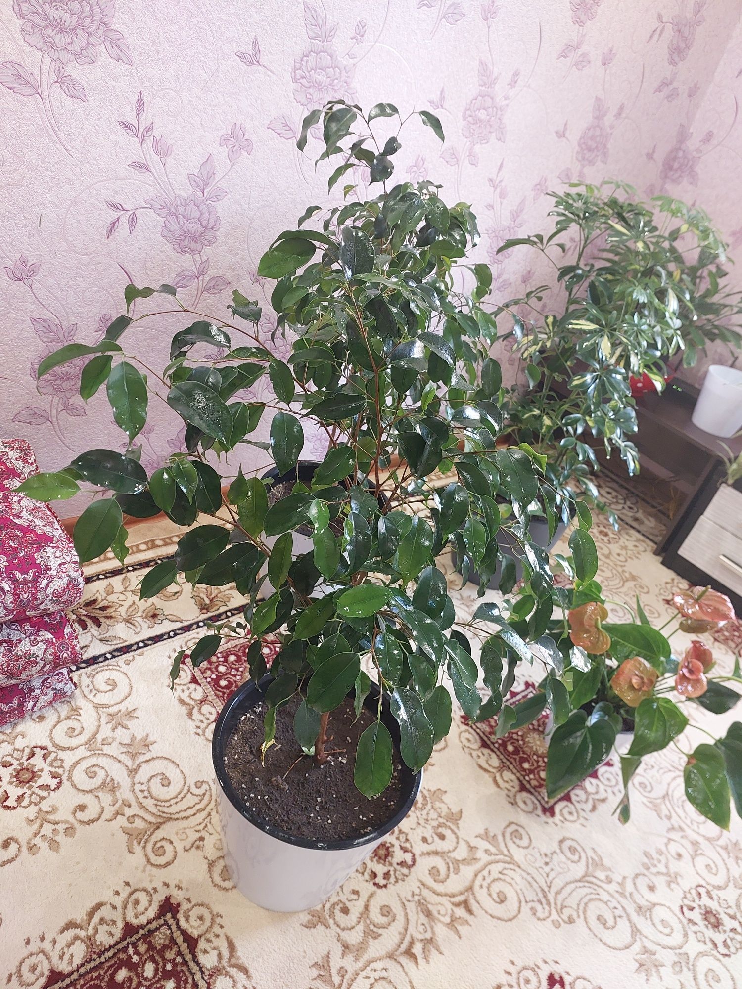 Гуллар сотилади.