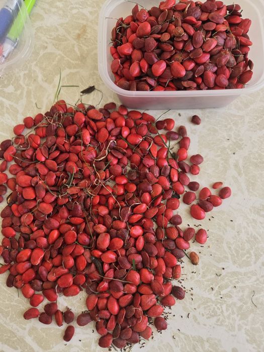 Семена Магнолия грандифлора magnolia grandiflora