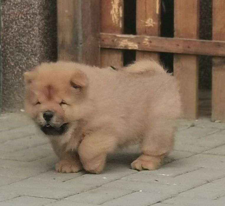 CHOW CHOW rosu cu pedigree