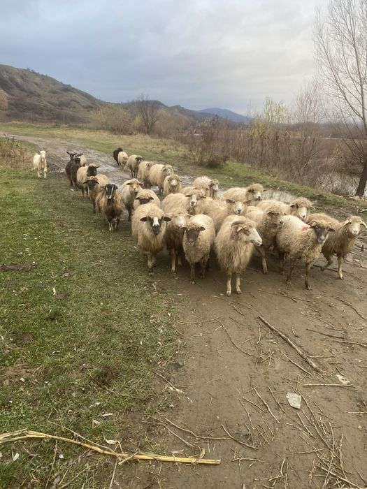 Oi si capre de vanzare