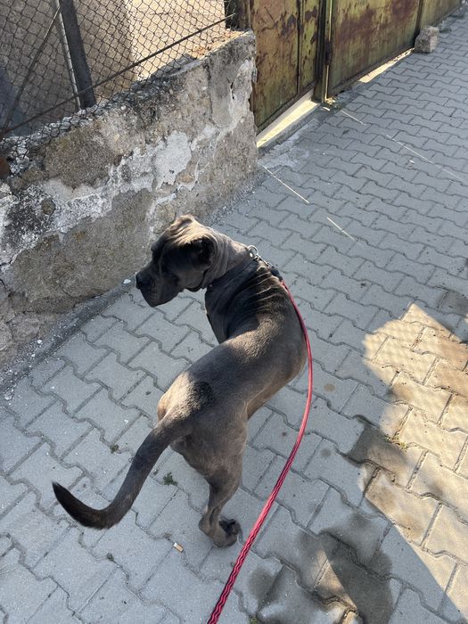 Кане корсо / cane corso