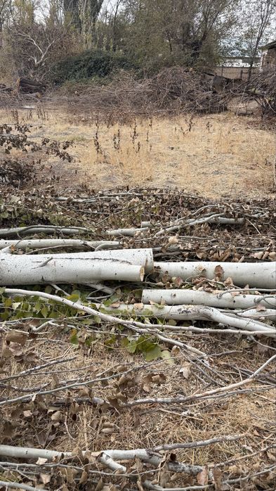 ағаш бар біраз отынға