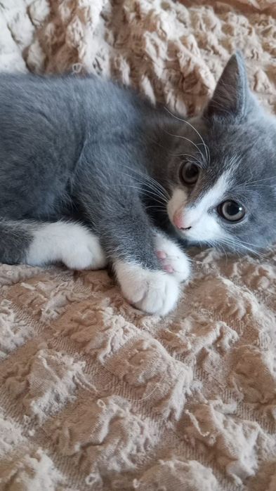 Отдам Котенка 1,5 месяца