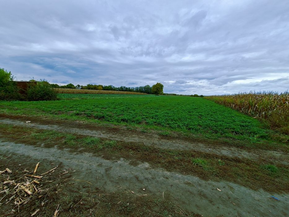 Teren intravila traian