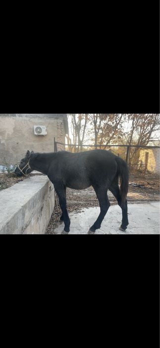 1 жасар Тай, годовалый жеребенок