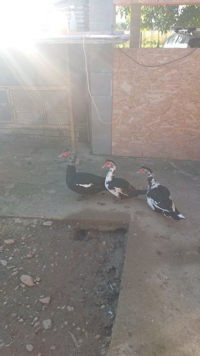 Vand doua rate si un ratoi