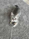 Motan British Shorthair