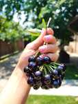 Cireş negru amar soiul Regele Negru