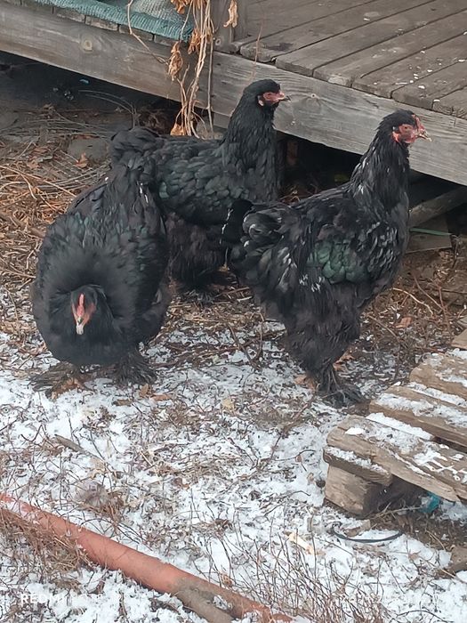 Продаю курей кохинхинов