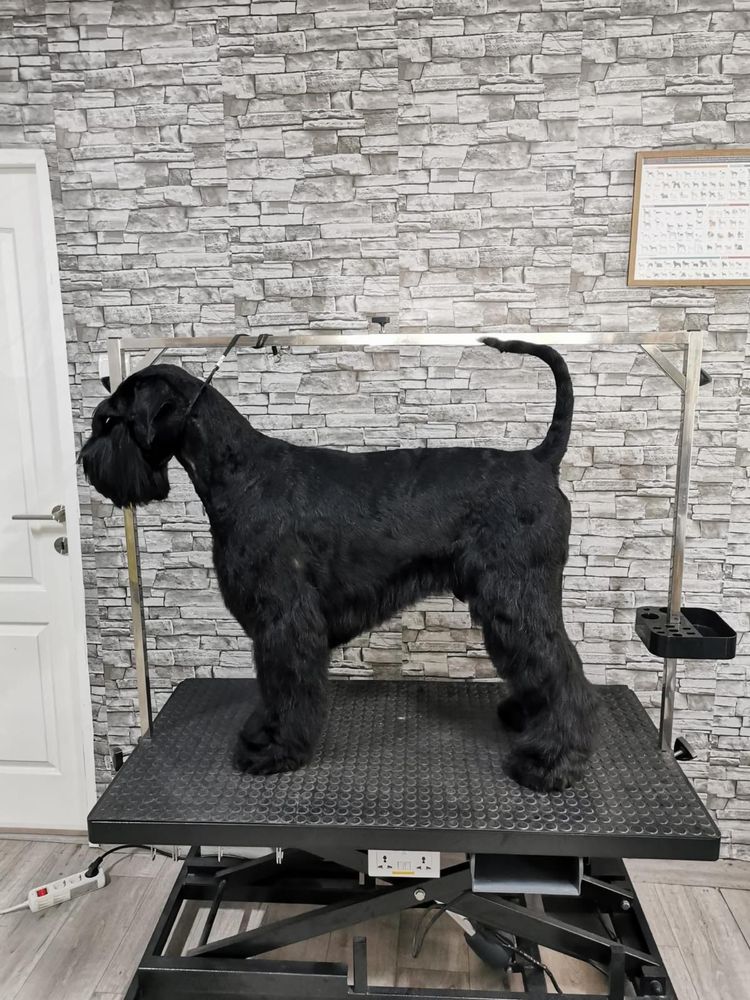 Pui Schnauzer Urias cu pedregree