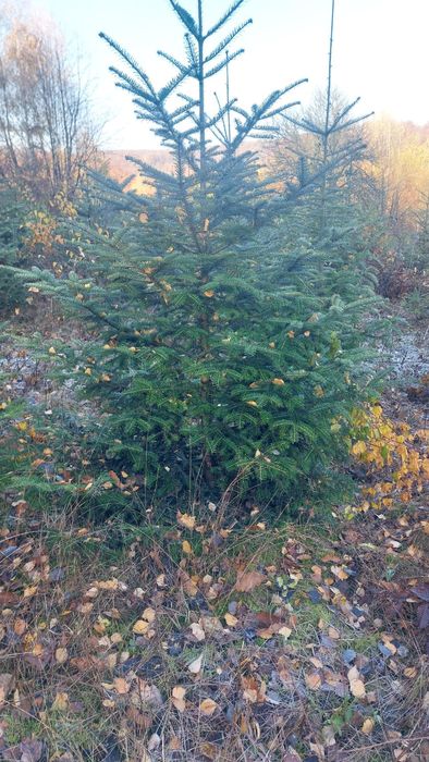 De vânzare Brazi și pomi de craciun
