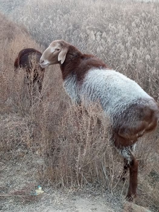 Пародистый баран.