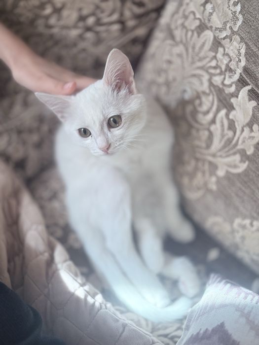 Отдам котенка в хорошие руки