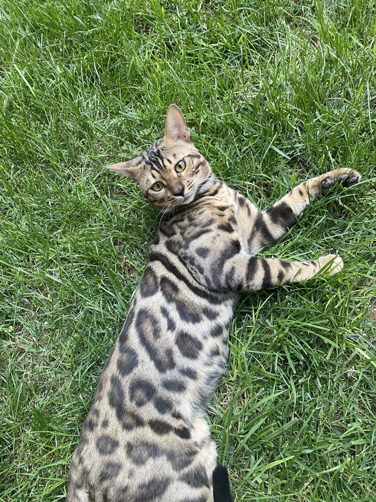 Бенгальский кот для вязки