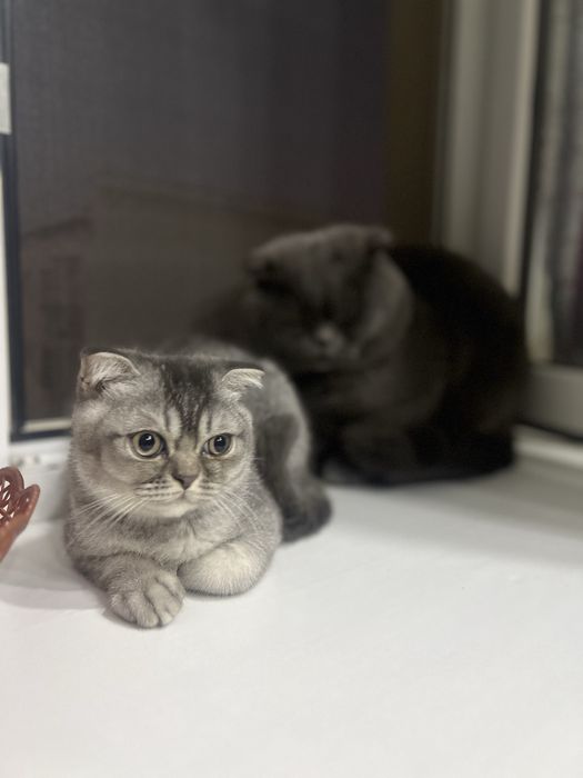 мушук сотилади силвер шиншилла фолд угилча