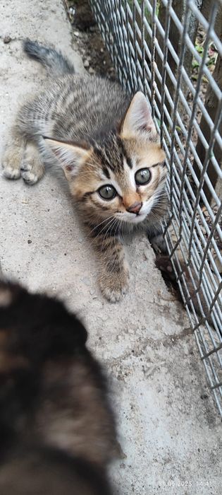 Котят отдам даром