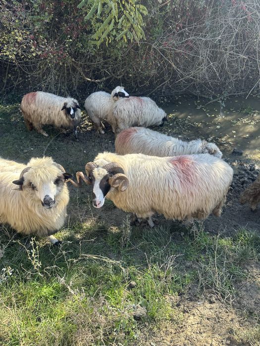 Disponibili 10 berbeci tineri si frumosi