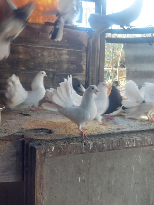 Гълаби фенерлии и играчи .