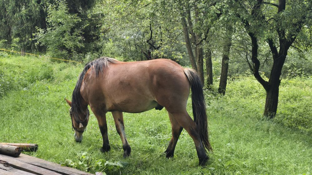 Cal de vânzare mascul