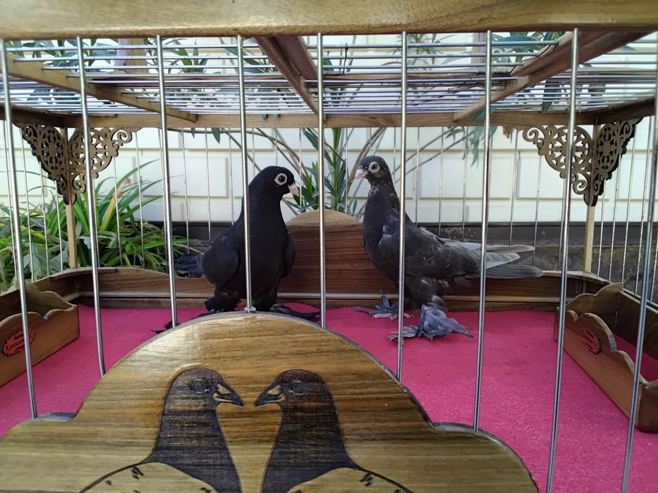 Кабутарлар голуби