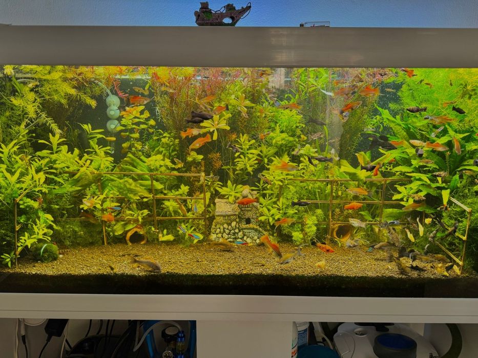 Vând acvariu profesional