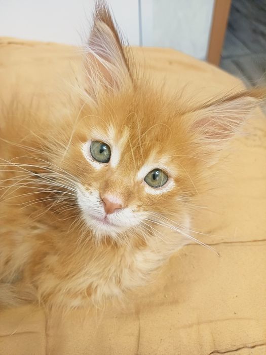 Мейнкун котенок продам