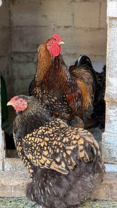Familie brahma gold