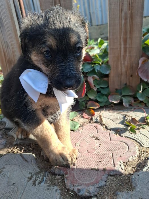 Отдам щенят в хорошие руки!