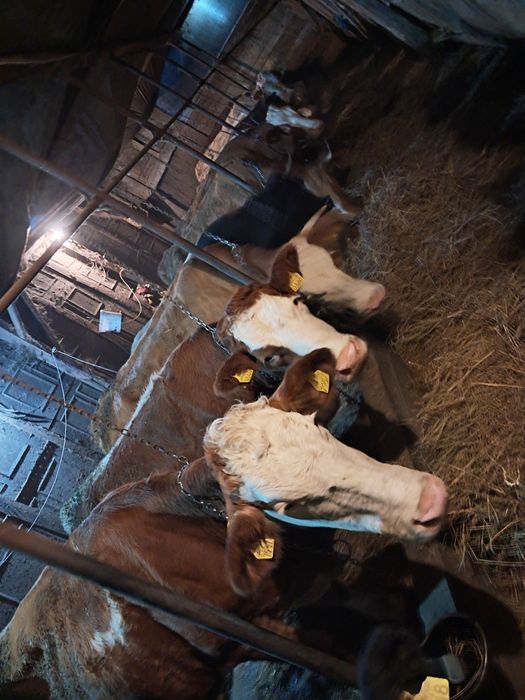 vamd 14 vaci de lapte