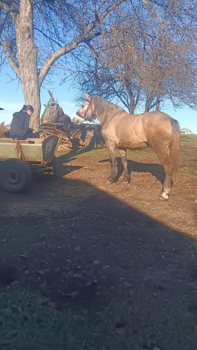 De vânzare iapa de 3 ani