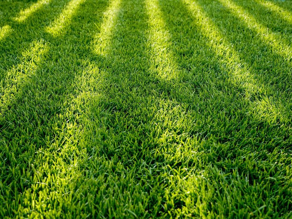 Îngrijire gazon, scarificare, aerare, însămânțare, irigații #Gardenix