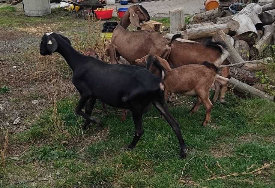 Vand capre anglo nubiene