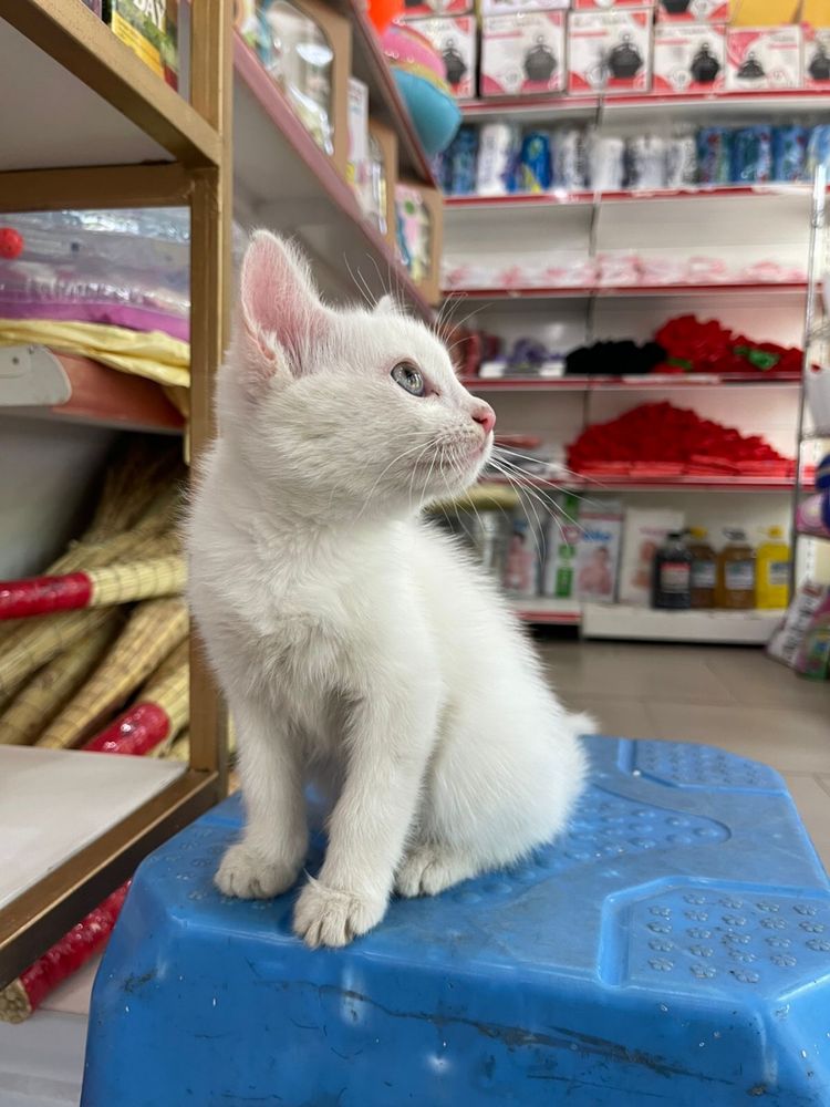 Мальчик котенок Принц