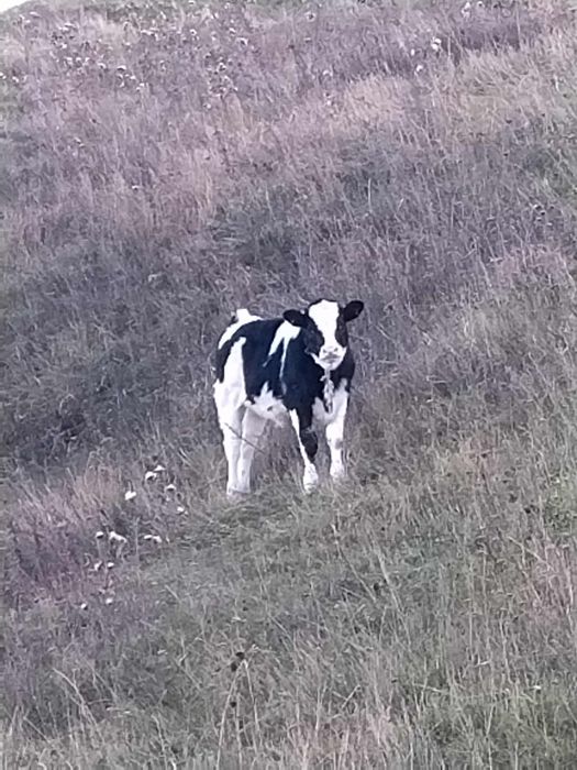 Vând vițică de 4 luni