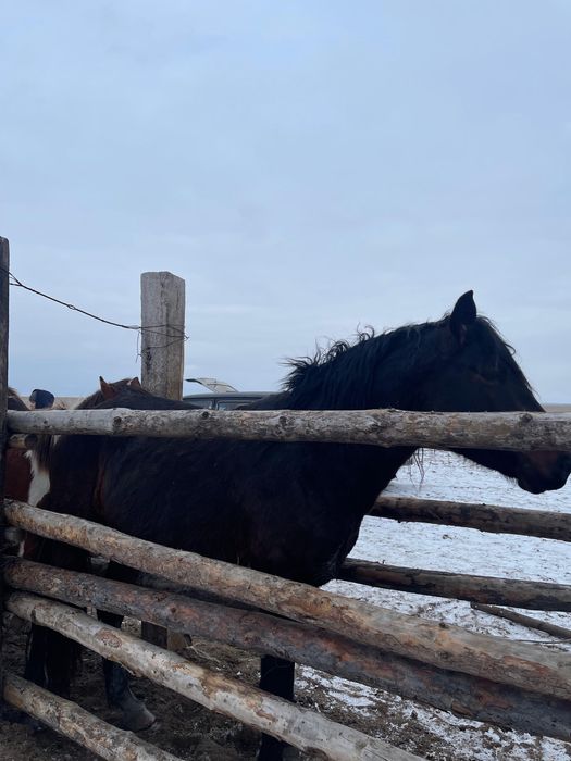 5 Жасар Айгыр сатылады