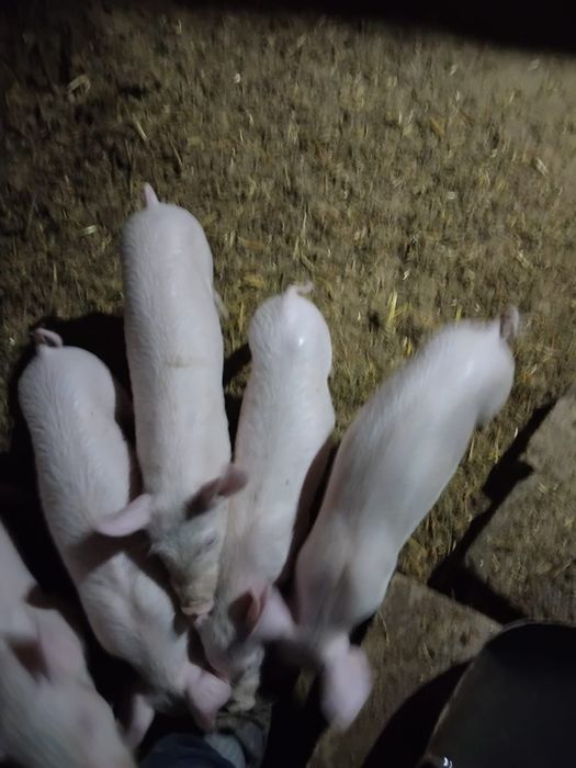 Iepurași de vanzare