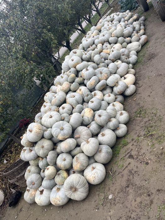Dovlecii de Halloween si turcesti