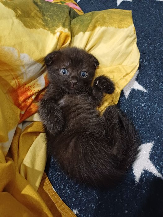 Отдам милых котят