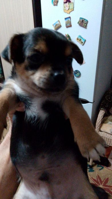 Продаются щеночки Йорка  маленькие