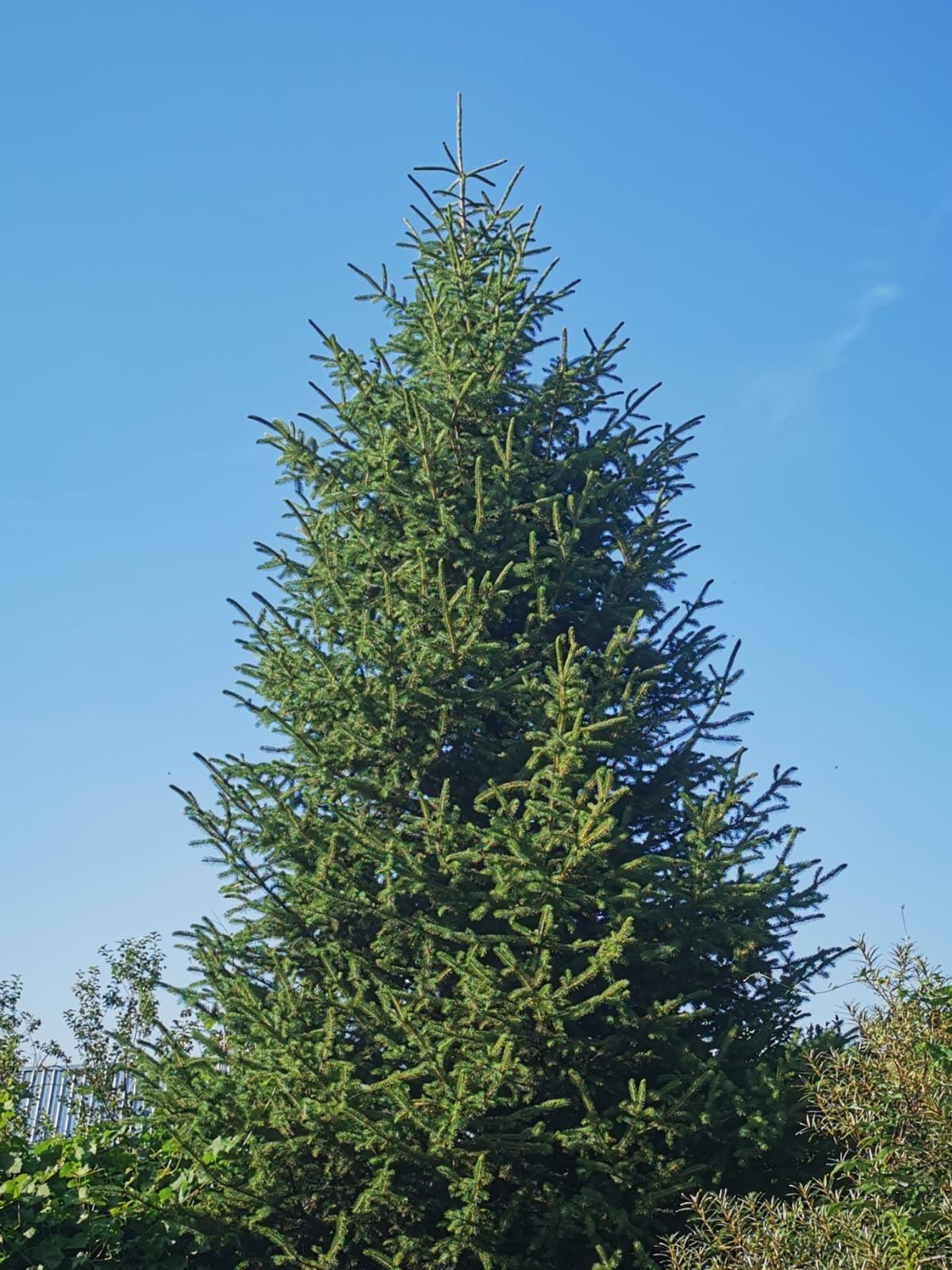 Живая елка длиною 8 метров